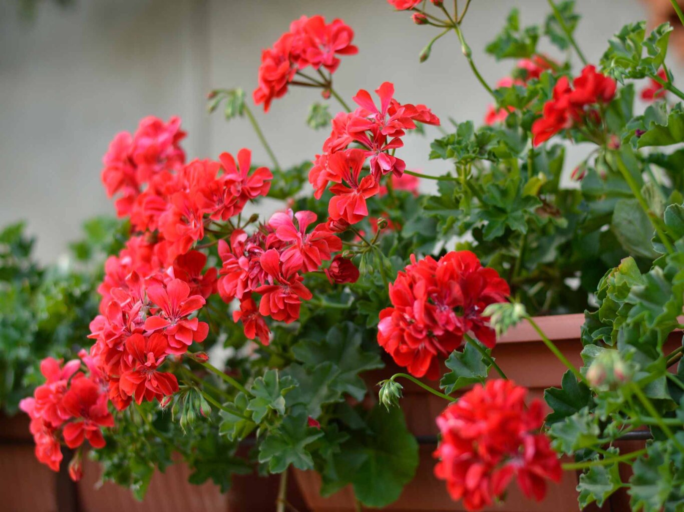 Geranien gießen, düngen und pflegen 5 Tipps für schöne Blüten